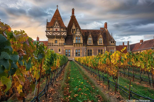 Enchères des Hospices de Beaune : pourquoi les prix n'ont pas explosé cette année ?