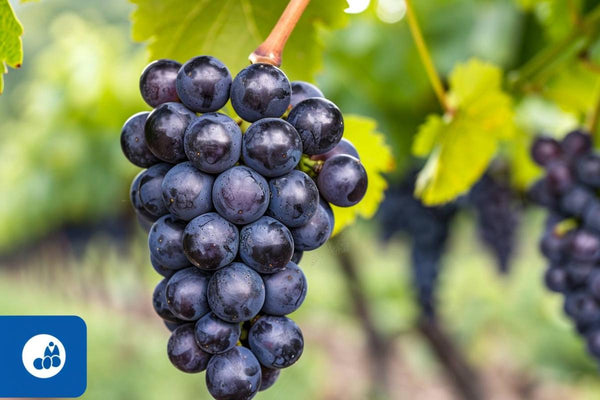 Aglianico : le raisin prometteur pour traiter la rétinopathie diabétique et protéger vos yeux