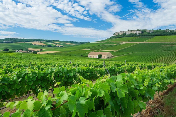 Alerte : le vin de Chablis en danger ! La récolte 2024 menacée par un climat fou